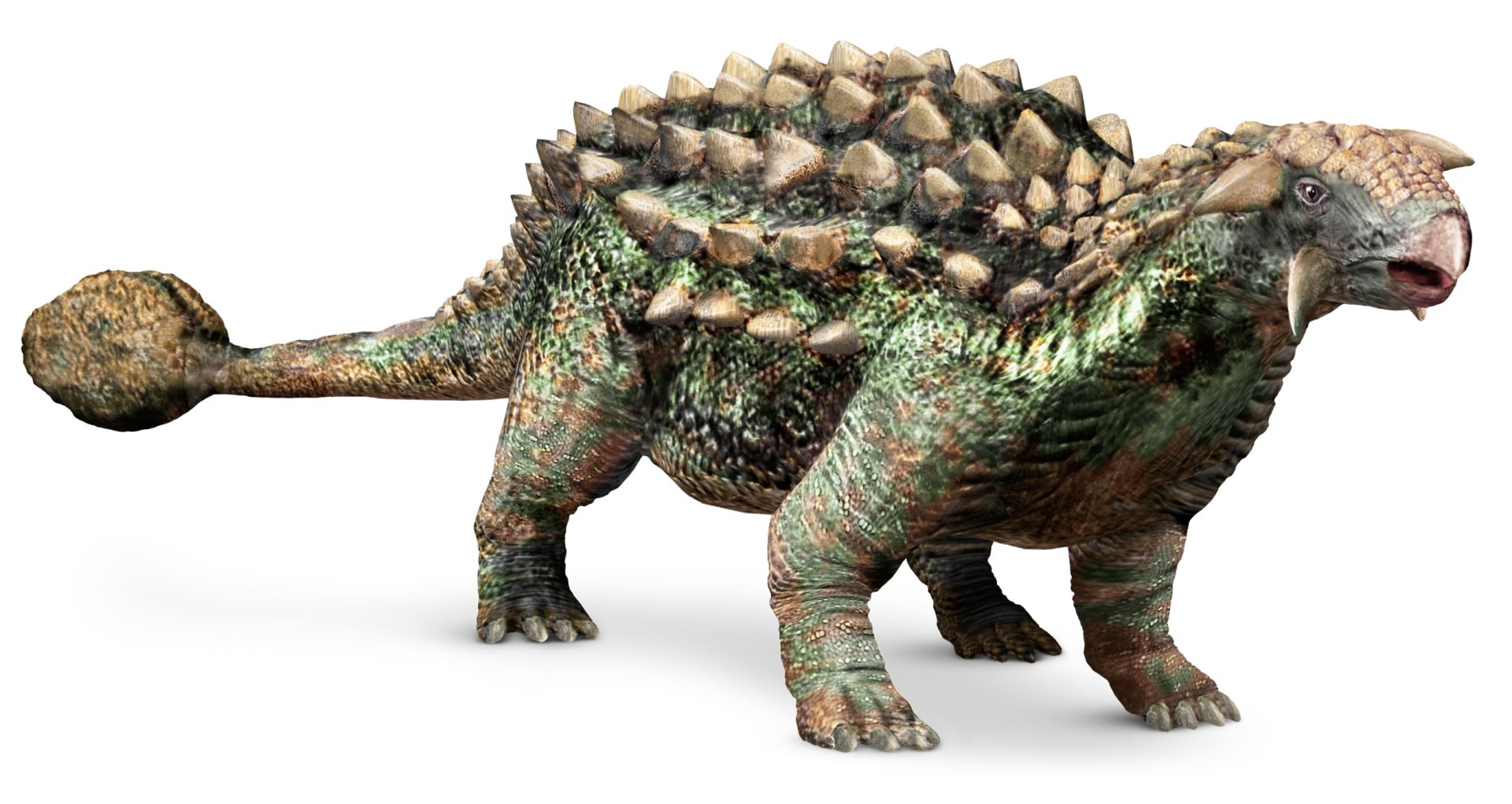 Ankylosaurus