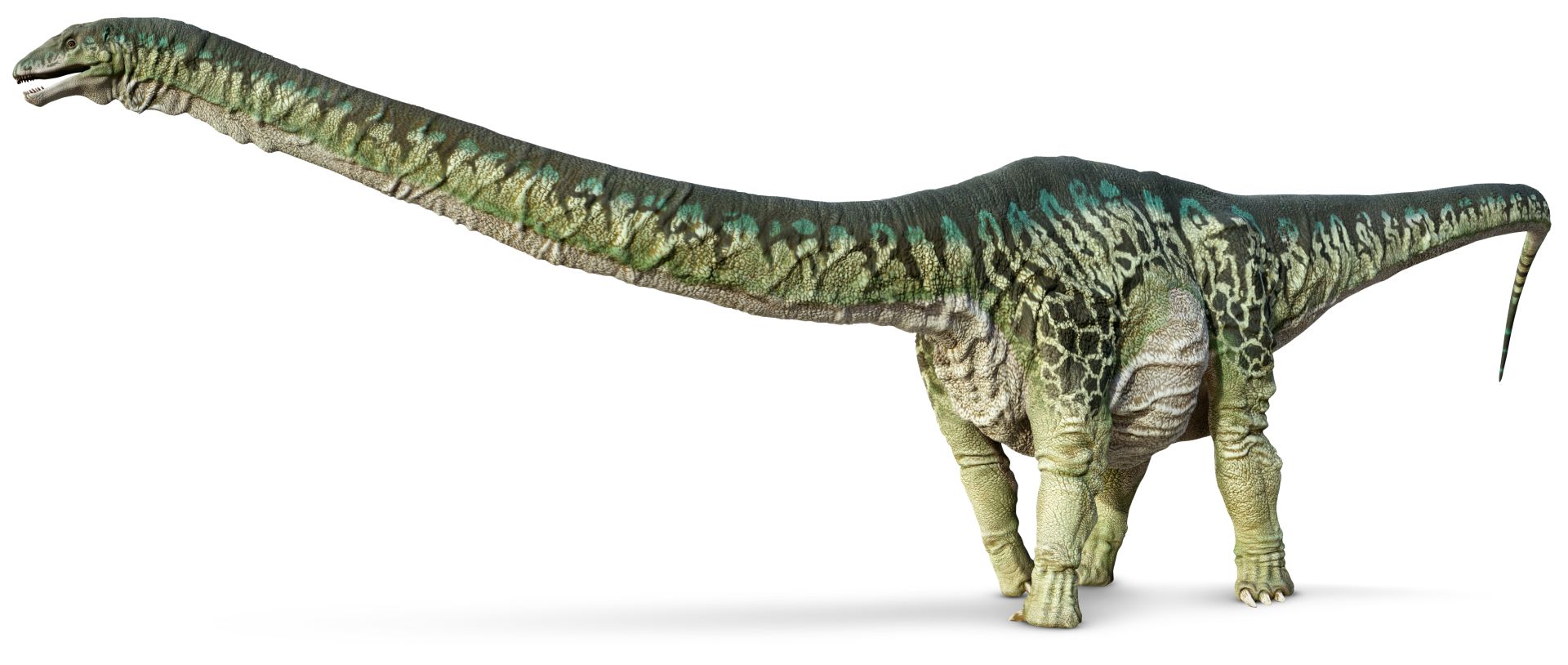 Apatosaurus