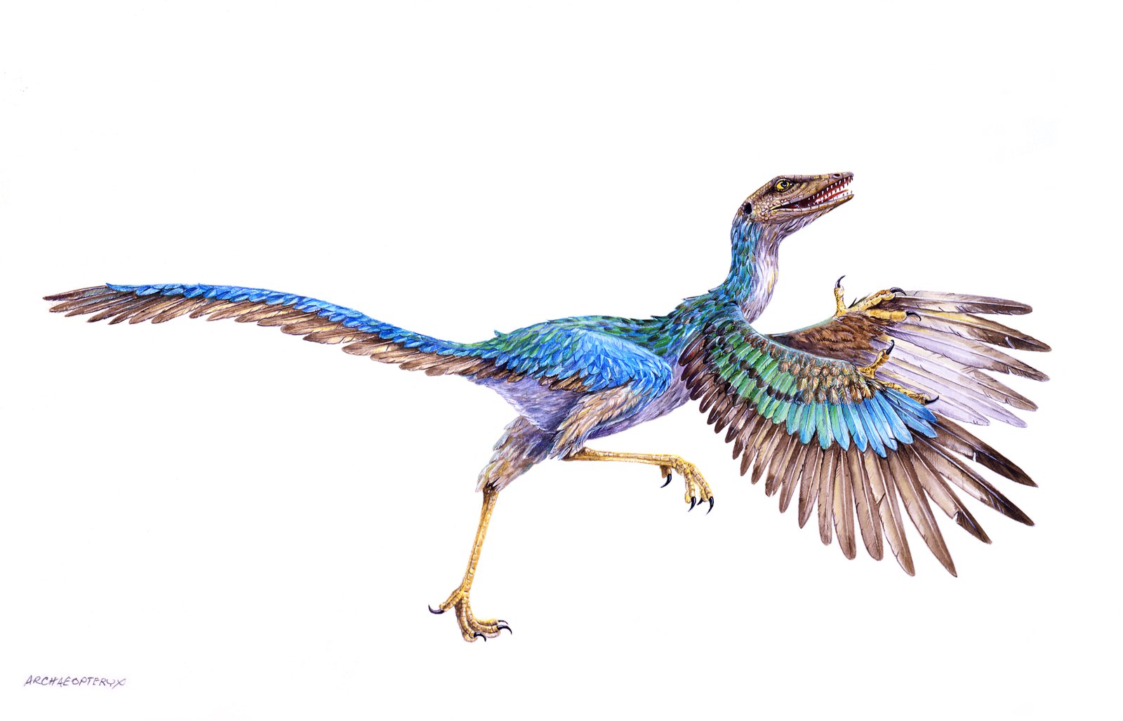 Archaeopteryx