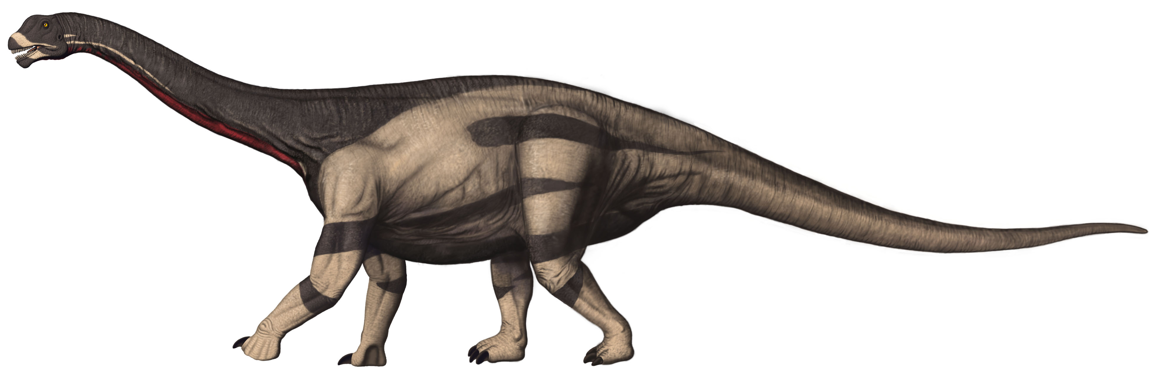 Camarasaurus