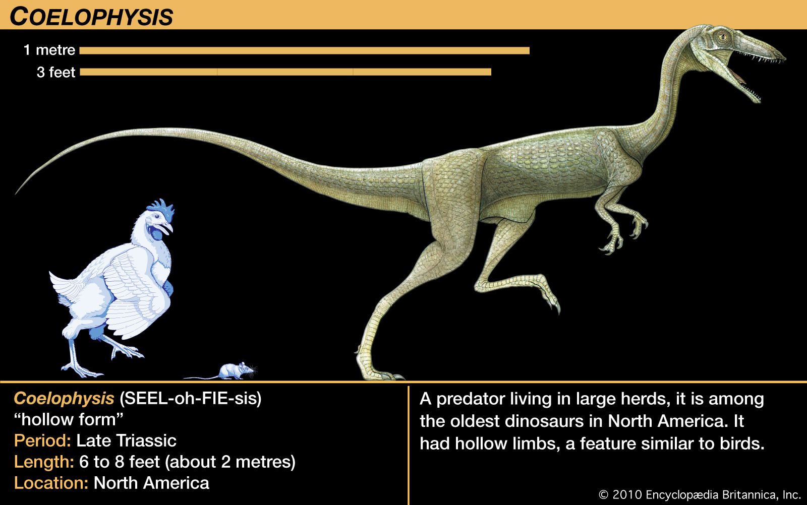 Coelophysis