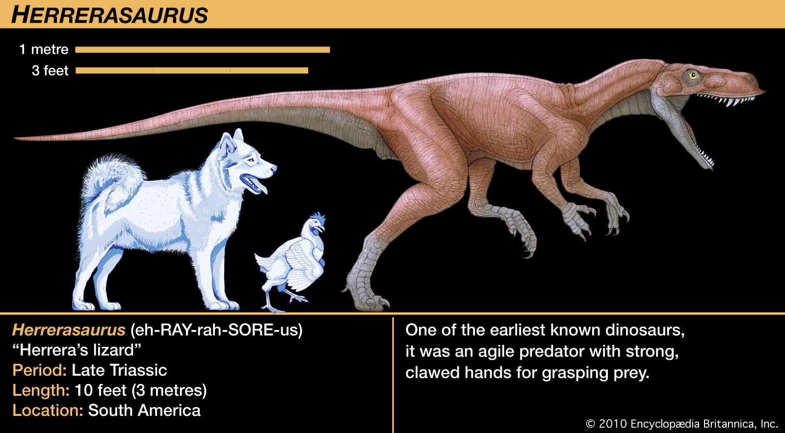 Herrerasaurus