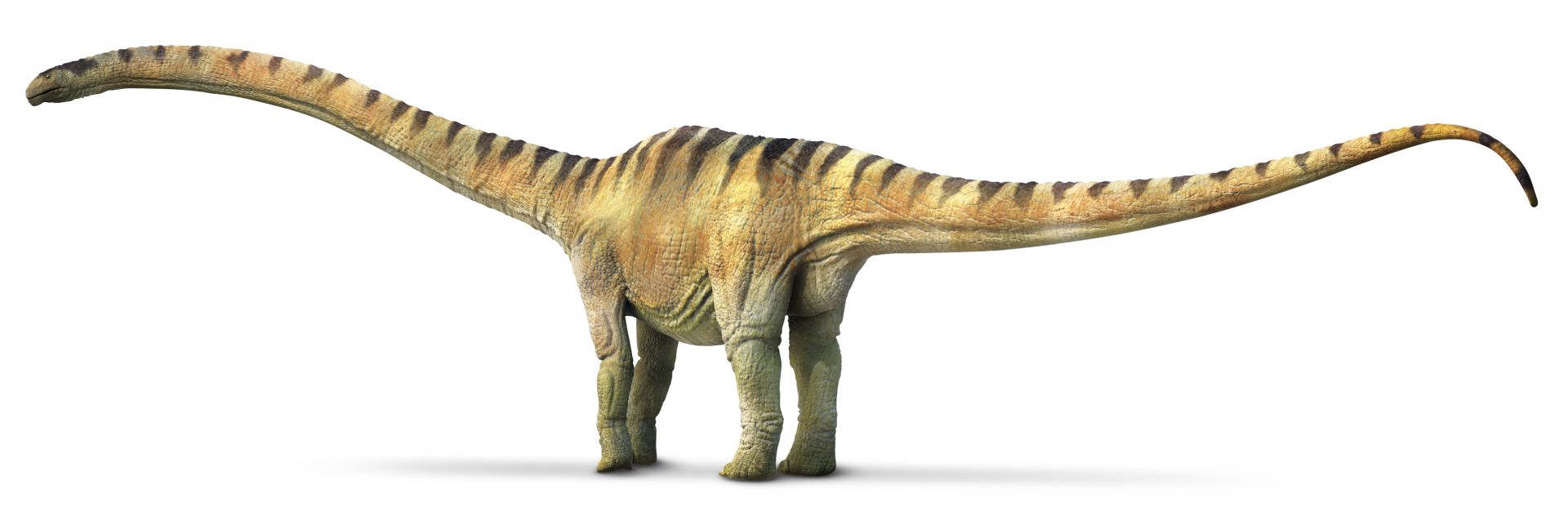 Mamenchisaurus