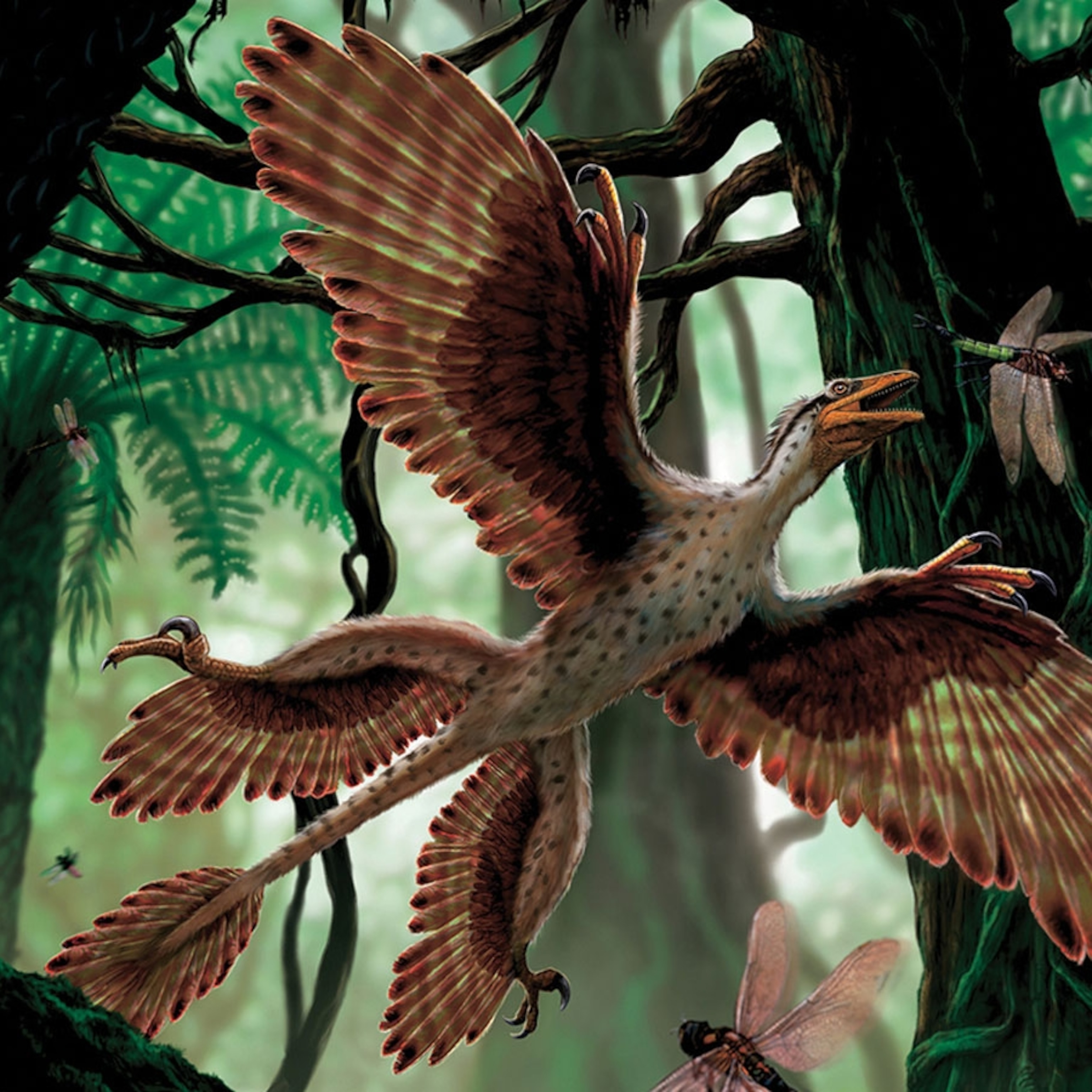 Microraptor