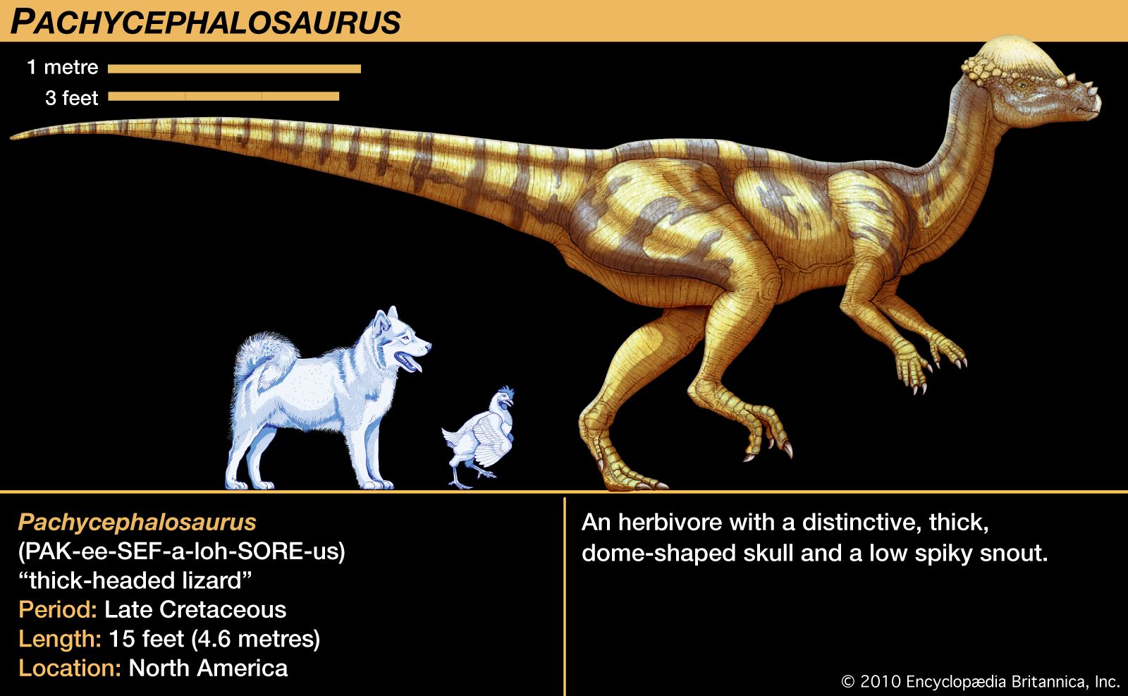 Pachycephalosaurus