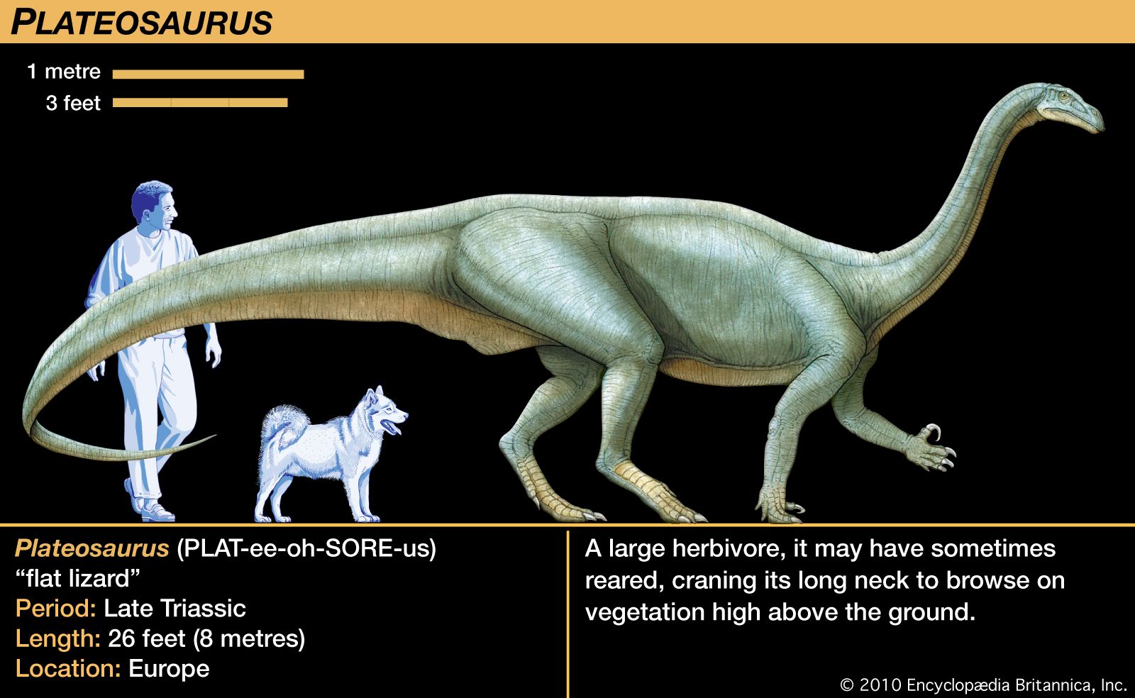 Plateosaurus