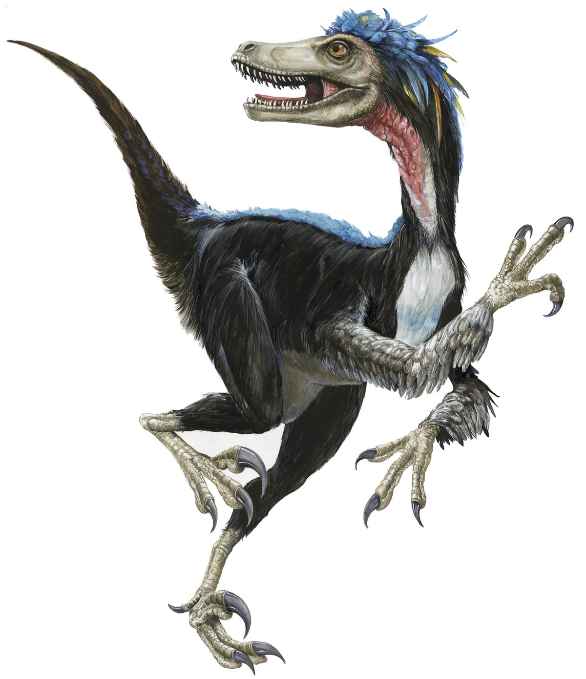 Velociraptor